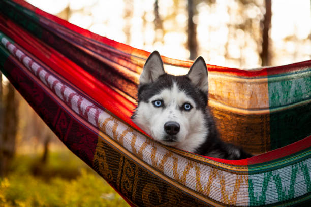 istock lazy husky dog lying in a hammock 1204265648