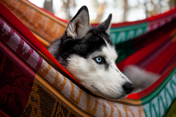 istock lazy husky dog lying in a hammock 1204265661