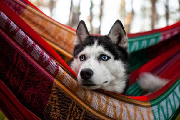 istock lazy husky dog lying in a hammock 1204265663