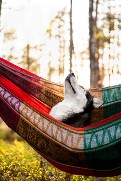 istock lazy husky dog lying in a hammock 1204265678