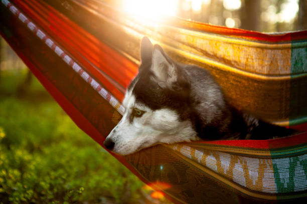 istock lazy husky dog lying in a hammock 1204265709