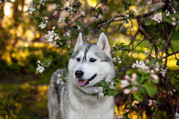 istock Siberian husky dog  ​​in the apple orchard 1204265714