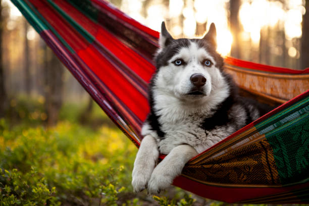 lazy husky dog lying in a hammock