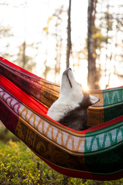 istock lazy husky dog lying in a hammock 1204265732