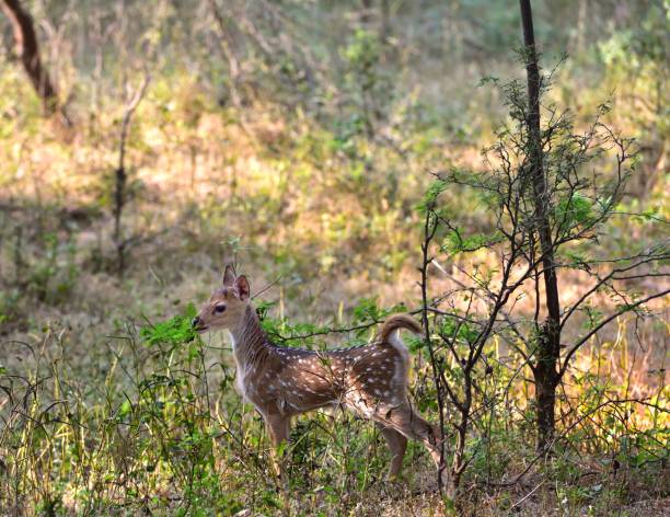 istock Fawn spotted deer stood still in the undergrowth 1204267747