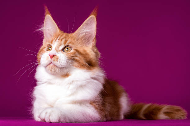 istock Adorable cute maine coon kitten on pink background. 1204268077