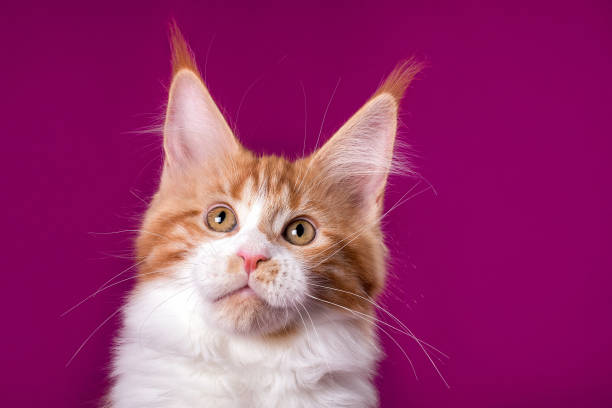 istock Adorable cute maine coon kitten on pink background. 1204268089