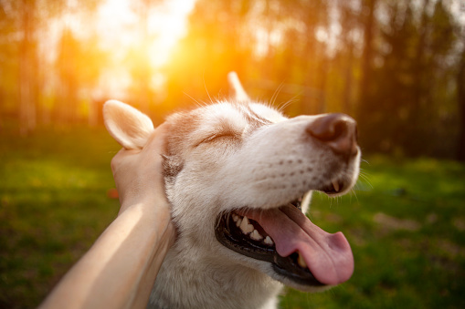 The female hand stroking the head of a beautiful dog Siberian Husky