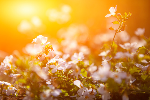 The sun beautifully illuminates a bush of white flowers