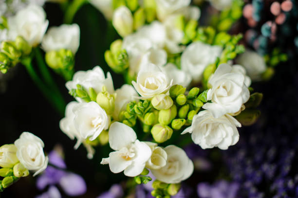 Beautiful spring bouquet of white freesia in the transparent wrapping paper Beautiful spring bouquet of white freesia in the transparent wrapping paper in the blurred background in the flower shop white tulips stock pictures, royalty-free photos & images