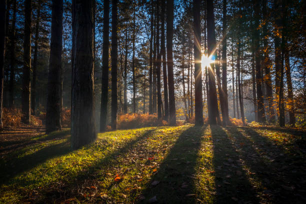 European Forest in Autumn european Woodland, tress and forest in autumn nottinghamshire stock pictures, royalty-free photos & images