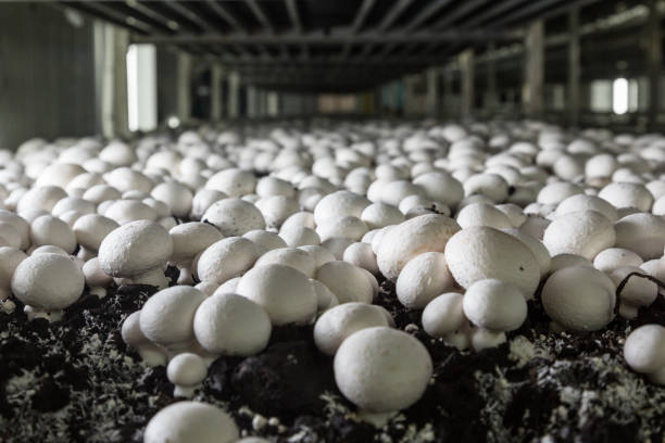 istock Mushrooms growing on a mushroom farm 1204269735