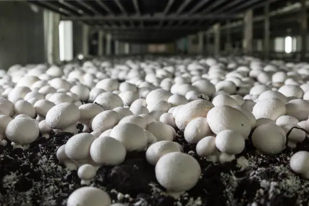 Photo of Mushrooms growing on a mushroom farm