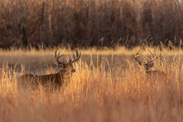istock Whitetail Deer Bucks in Rut 1204270059