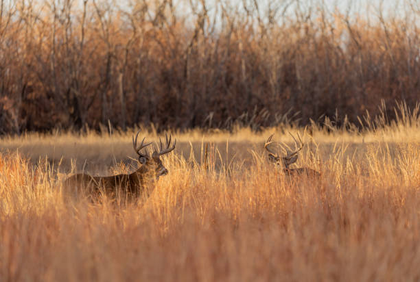 istock Whitetail Deer Bucks in Rut 1204270081