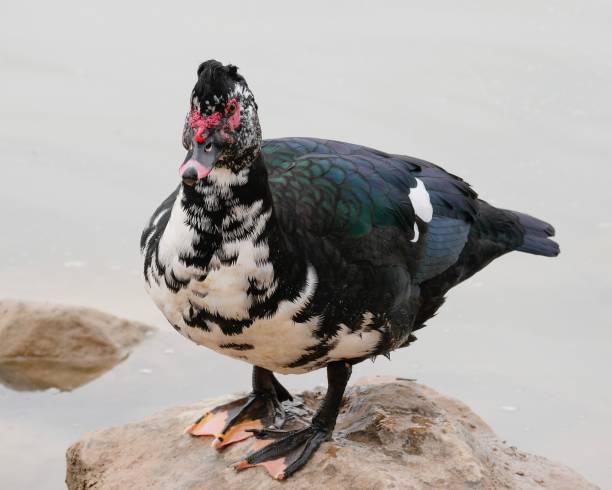 istock Carina moschata sylvestris 1204270755