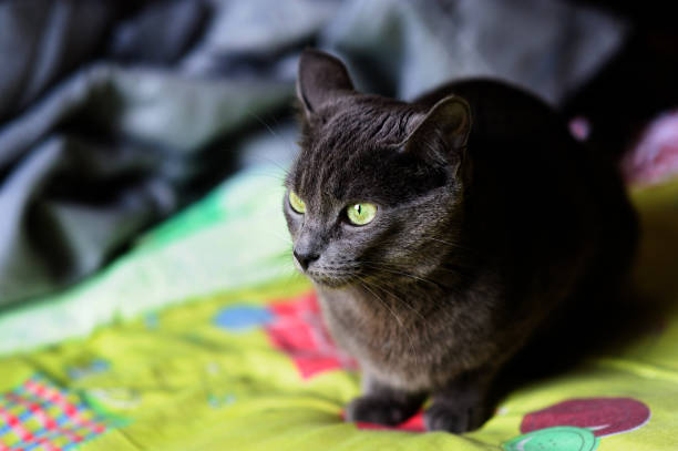 istock Beautiful grey cat at home. Green eyes. 1204270905