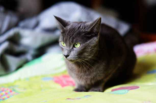 istock Beautiful grey cat at home. Green eyes. 1204270935