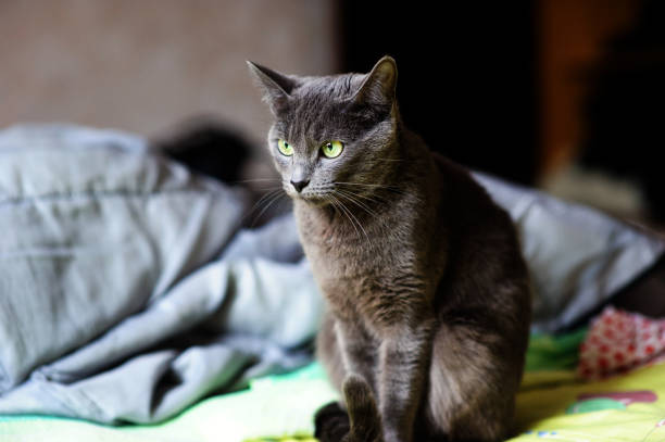 istock Beautiful grey cat at home. Green eyes. 1204270941