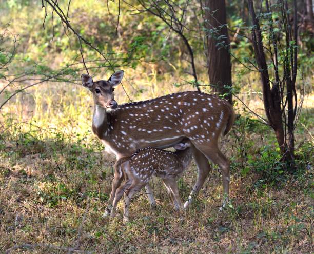 istock Spotted Deer Fawn feeding from mother 1204270961