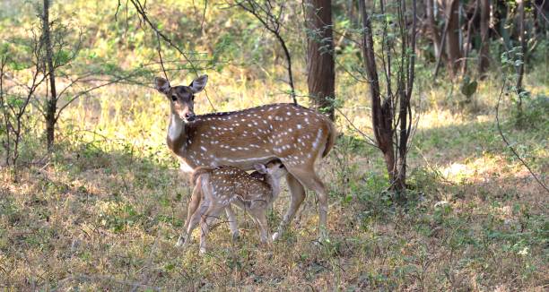 istock Spotted Deer Fawn feeding from mother 1204270997