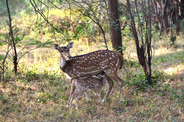 istock Spotted Deer Fawn feeding from mother 1204271036