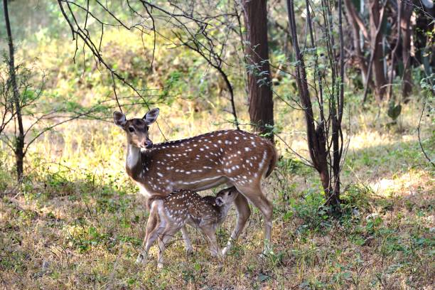 istock Spotted Deer Fawn feeding from mother 1204271078