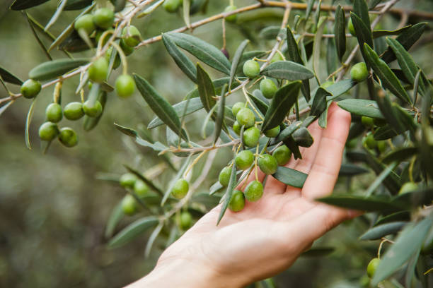 cueillette à la main des olives - plant oil photos et images de collection
