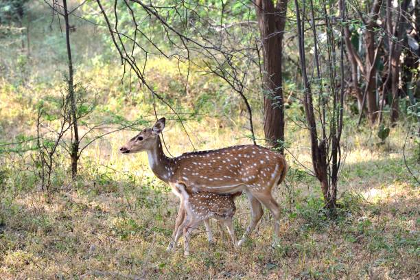 istock Spotted Deer Fawn feeding from mother 1204271117