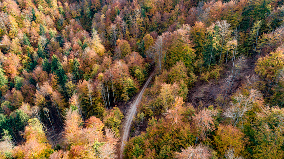 Aerial View on Dirt Road Thru Autumn Forest.