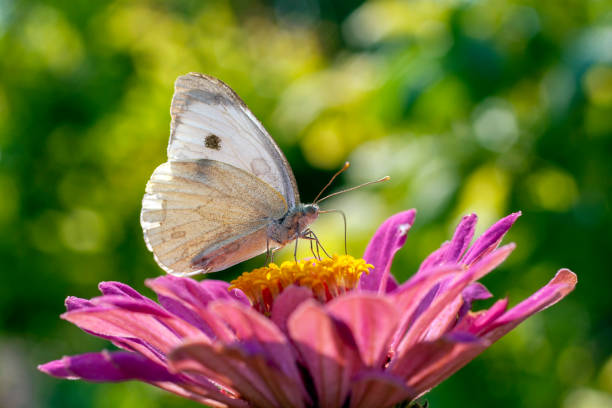 istock Macro shot of a butterfly on a summer flower 1204272201