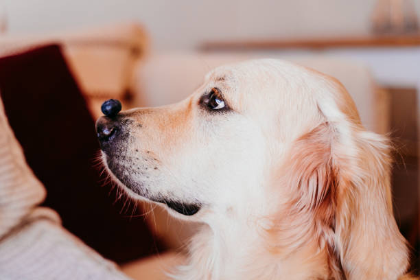 mignon chien golden retriever à la maison tenant un bleuet sur son museau. adorable animal de compagnie obéissant. accueil, intérieur et style de vie - superfood photos et images de collection