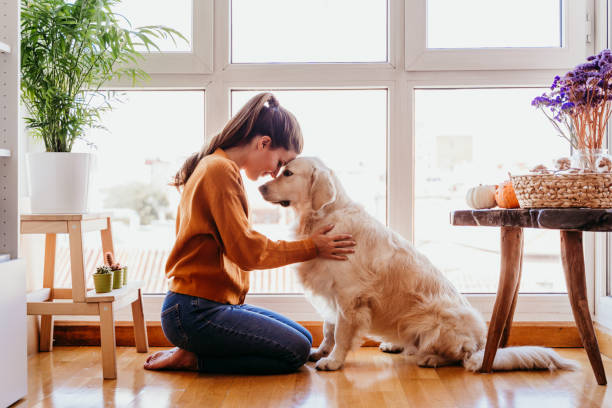beautiful woman hugging her adorable golden retriever dog at home. love for animals concept. lifestyle indoors stock photo