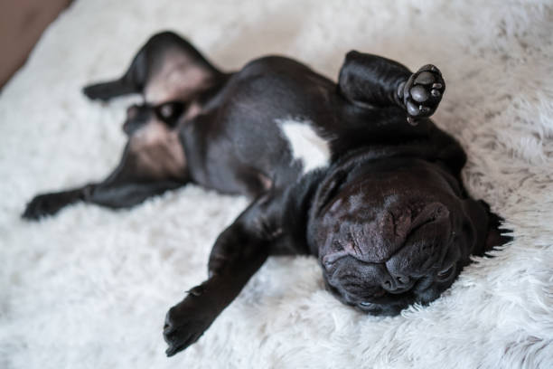 istock Puppy French bulldog 1204274671