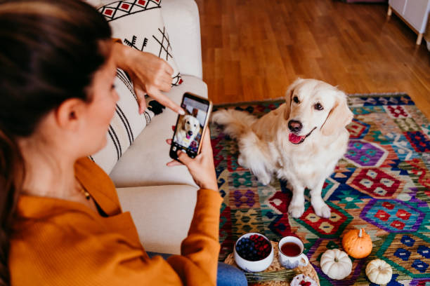 joven mujer caucásica tomando una foto de su perro golden retriever con teléfono móvil. hogar, en el interior - perro fotos fotografías e imágenes de stock