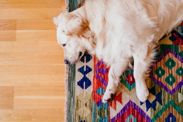 istock cute golden retriever dog sleeping at home 1204274906