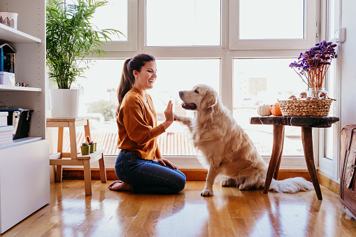hermosa mujer haciendo alto cinco su adorable perro golden retriever en casa. amor por el concepto de animales. estilo de vida en interiores photo