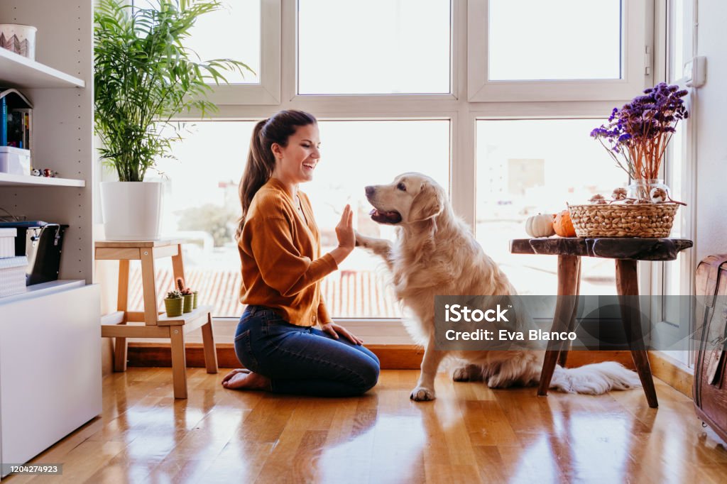 beautiful woman doing high five her adorable golden retriever dog at home. love for animals concept. lifestyle indoors Dog Stock Photo