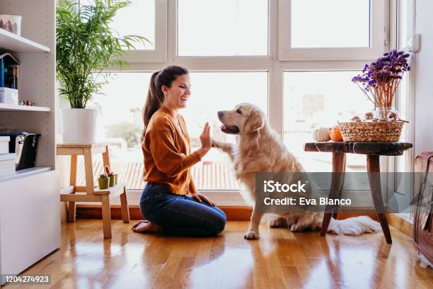 Beautiful Woman Doing High Five Her Adorable Golden Retriever Dog At Home Love For Animals Concept Lifestyle Indoors - Fotografias de stock e mais imagens de Cão