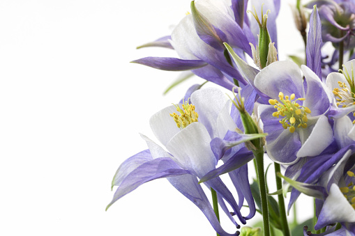 Pictured Columbines in a white background.