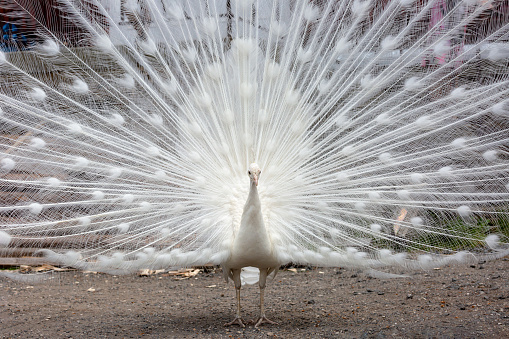 White peacock, front view, background with copy space, full frame horizontal composition
