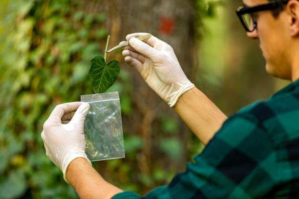 istock Young researcher man in the forest 1204277186