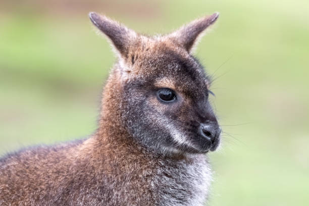 istock Head Portrait of a Wallaby 1204277947