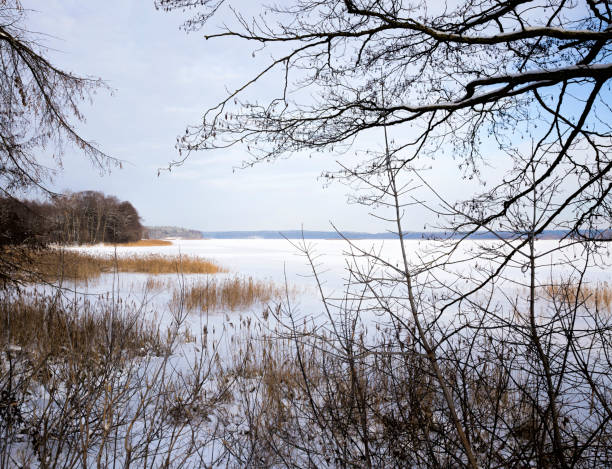 istock snow and frost on the branches 1204278517
