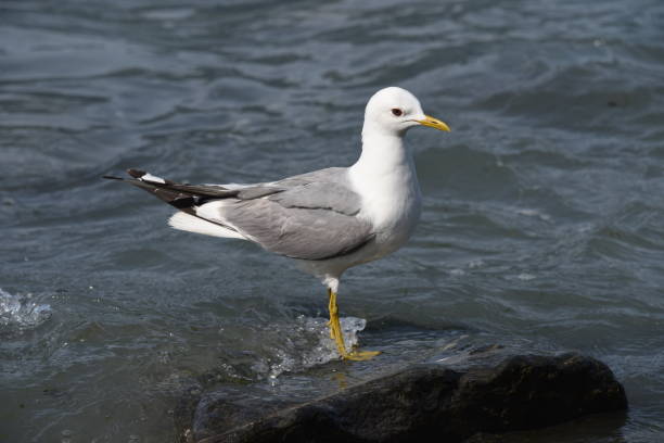 istock Mew Gull Stands in Water 1204278519