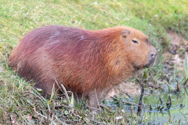 istock Capybara Standing near the Waters Edge 1204278525