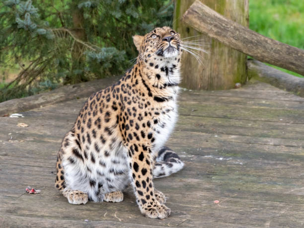 istock Majestic Amur Leopard Feeding on a Pheasant 1204278858