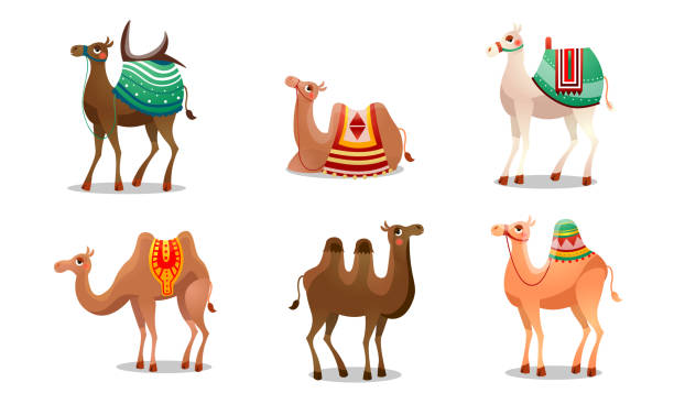 Set of funny cute camels with colorful blankets vector illustration Set of isolated hand drawn funny cute camels with colorful blankets over white background vector illustration. Happy children books illustrations concept dromedary camel stock illustrations