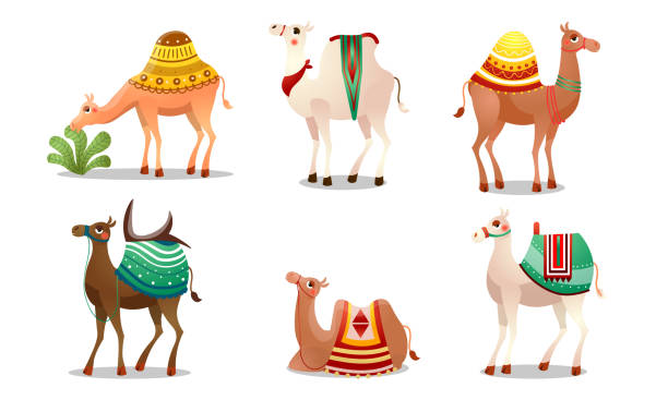 Set of funny cute camels with colorful blankets vector illustration Set of isolated hand drawn funny cute happy camels with colorful blankets on backs over white background vector illustration. Happy children books illustrations concept dromedary camel stock illustrations