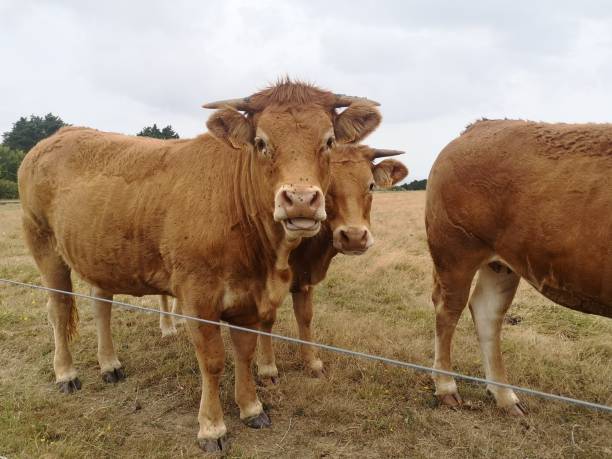 istock Faces of Belle-Ile 1204278963
